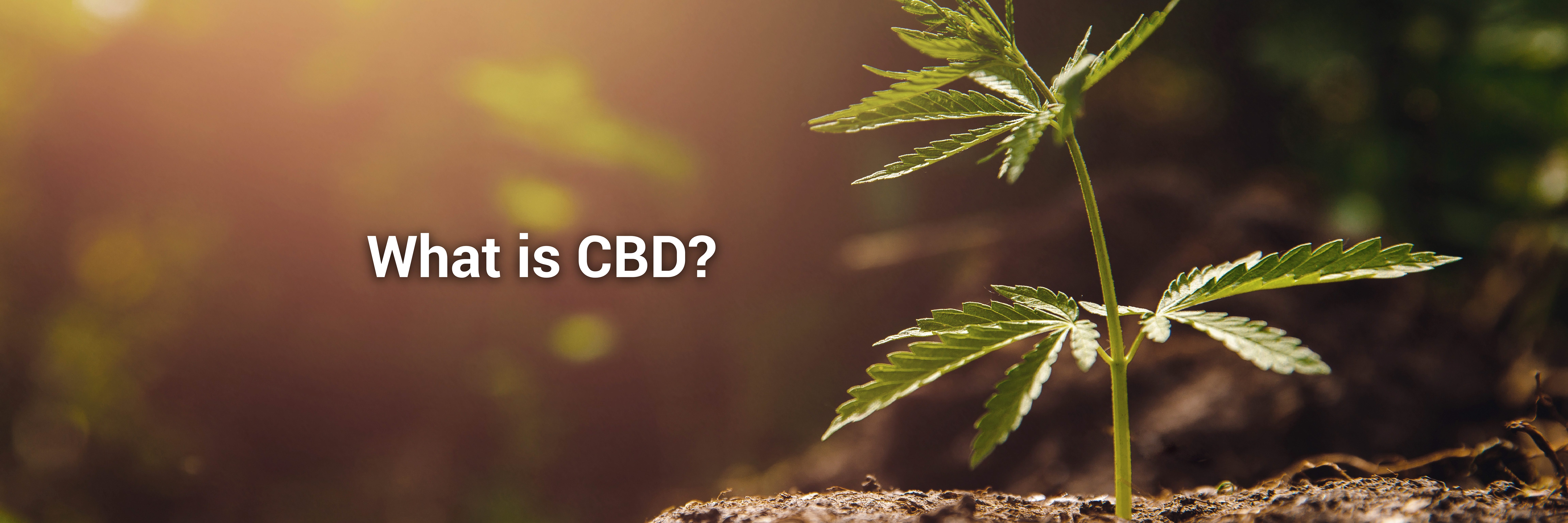 An image asking the question What is CBD?
